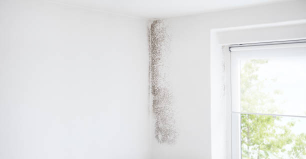 Best Mold Documentation for Insurance Claims  in Ewa Gentry, HI