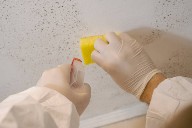 Best Water Damage & Mold Remediation  in Ewa Gentry, HI