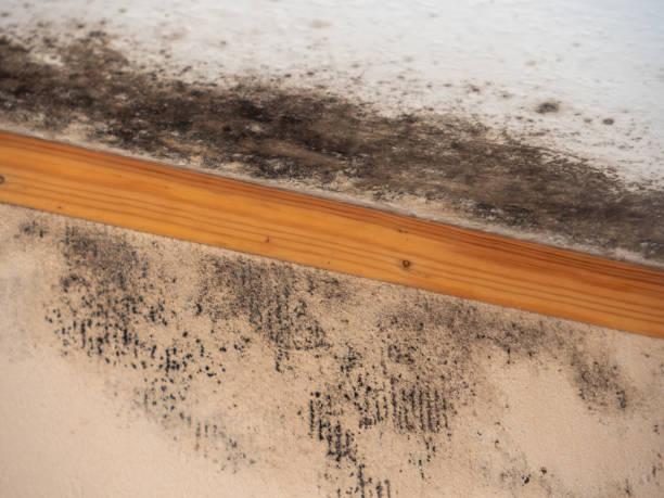 Best Attic Mold Removal  in Ewa Gentry, HI