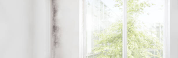 Best Commercial Mold Inspection  in Ewa Gentry, HI