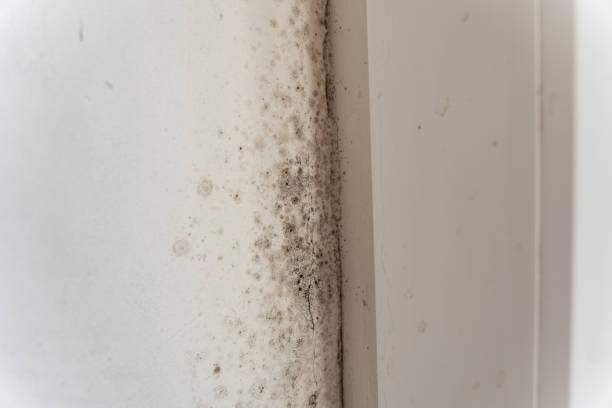 Best Mold-Related Health Consultation  in Ewa Gentry, HI
